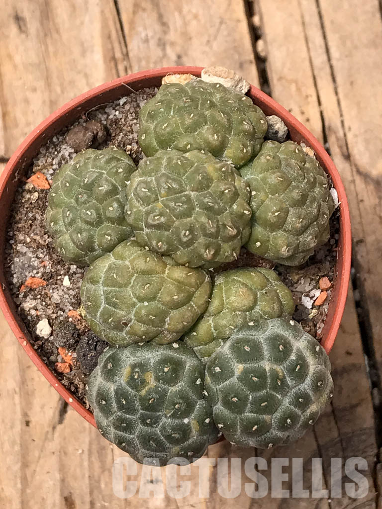 SHPR5673 Puna bonnieae f. inermis, Prov. Catamarca, 2500 to 3,300 m, Argentina – Image 4