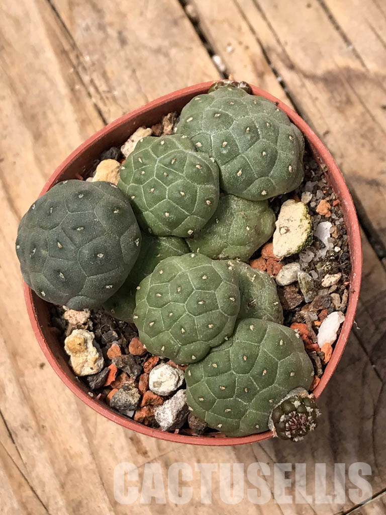 SHPR5673 Puna bonnieae f. inermis, Prov. Catamarca, 2500 to 3,300 m, Argentina – Image 5