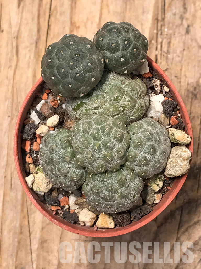 SHPR5673 Puna bonnieae f. inermis, Prov. Catamarca, 2500 to 3,300 m, Argentina – Image 6