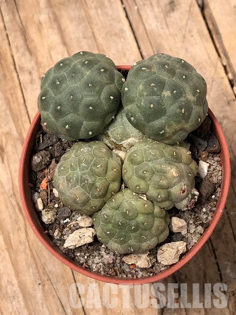 SHPR5673 Puna bonnieae f. inermis, Prov. Catamarca, 2500 to 3,300 m, Argentina – Image 7