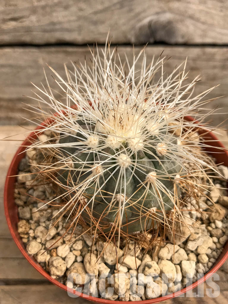 本物 シネレア 山木 Copiapoa コピアポア 現地球 黒王丸 カキコ自根