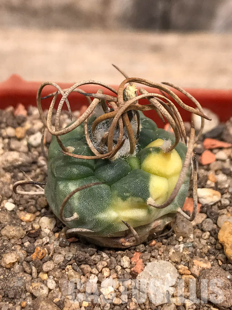 SHPR5700 Turbinicarpus schwarzii ex.Blanco, Mexico