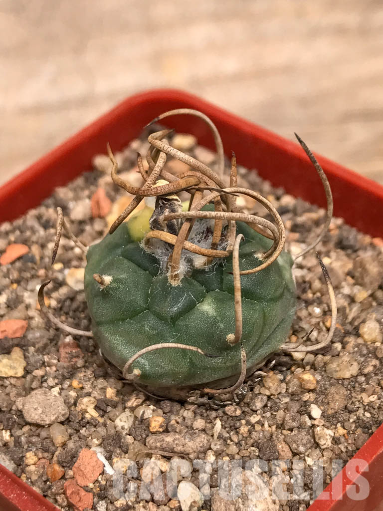 SHPR5700 Turbinicarpus schwarzii ex.Blanco, Mexico - Image 2