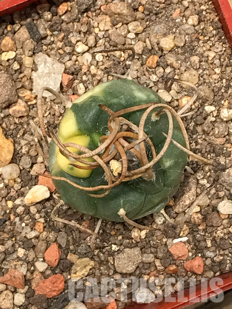 SHPR5700 Turbinicarpus schwarzii ex.Blanco, Mexico - Image 3