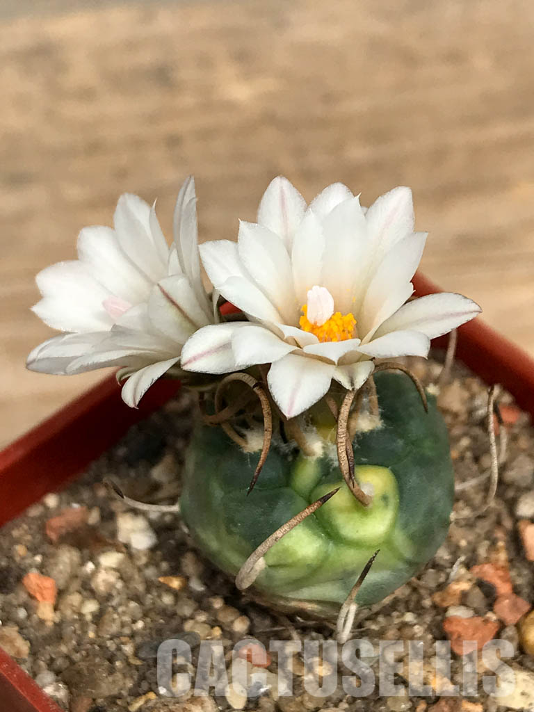 SHPR5700 Turbinicarpus schwarzii ex.Blanco, Mexico - Image 4