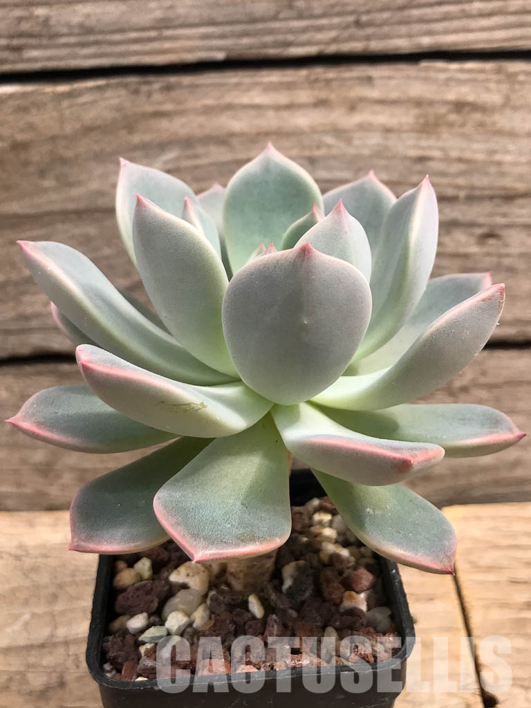 SHPR5705 Echeveria hybrid - Image 2
