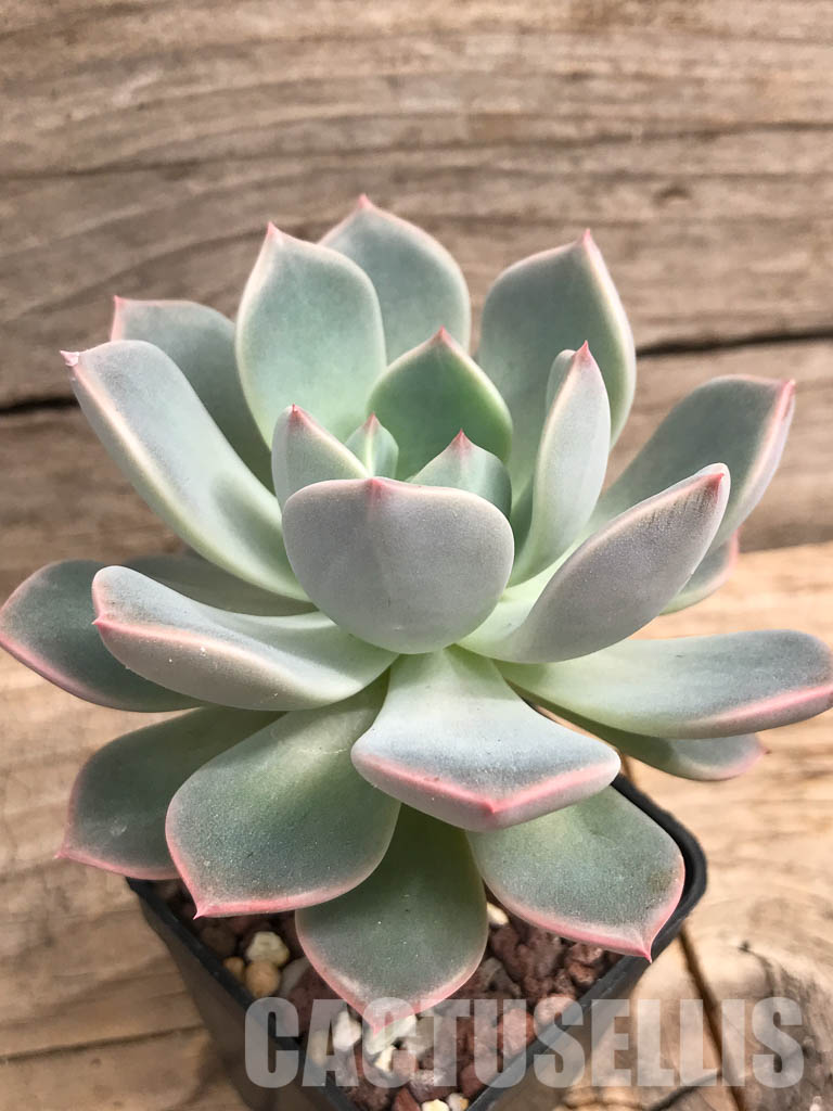 SHPR5705 Echeveria hybrid - Image 3