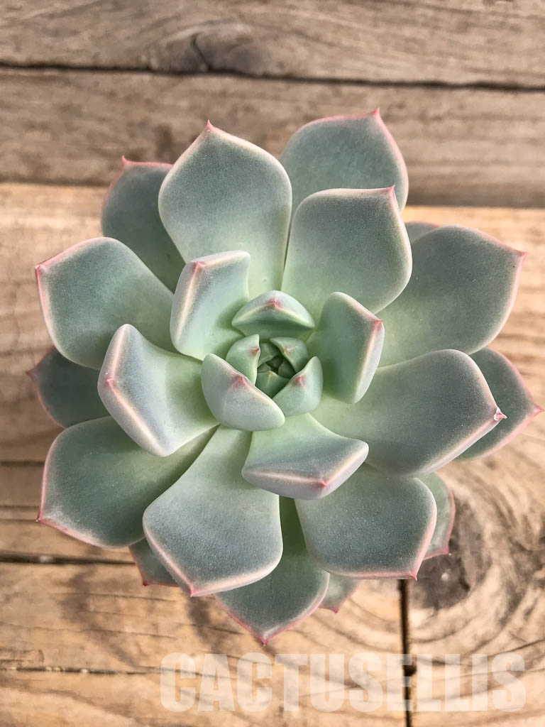 SHPR5705 Echeveria hybrid - Image 4