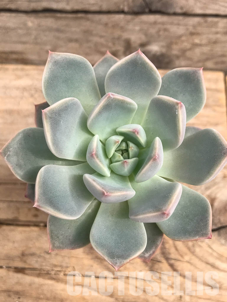 SHPR5705 Echeveria hybrid - Image 5