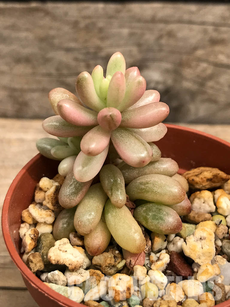 SHPR5708 Sedum rubrotinctum 'Aurora' – Bild 2