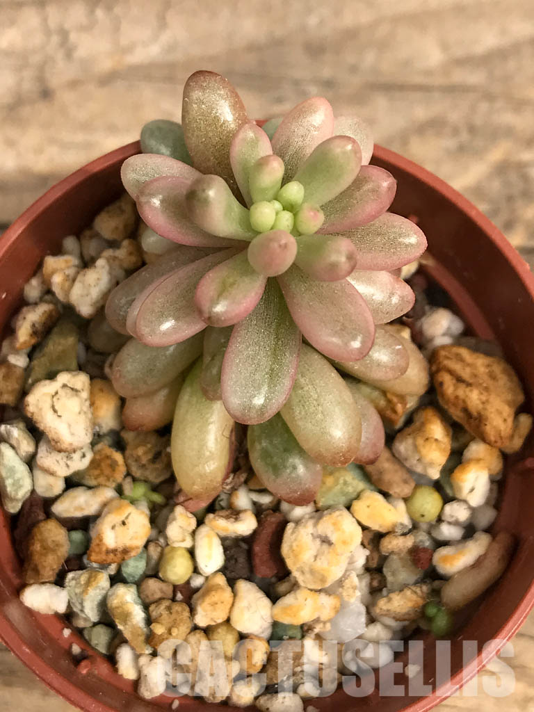 SHPR5708 Sedum rubrotinctum 'Aurora' – Bild 4