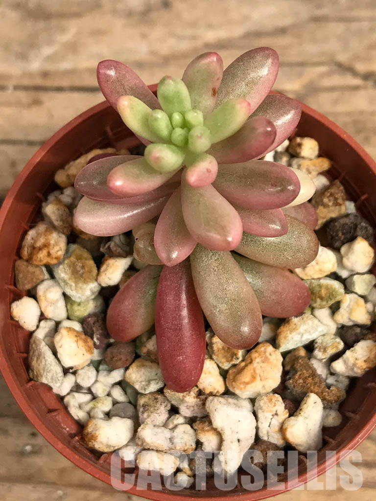 SHPR5708 Sedum rubrotinctum 'Aurora'