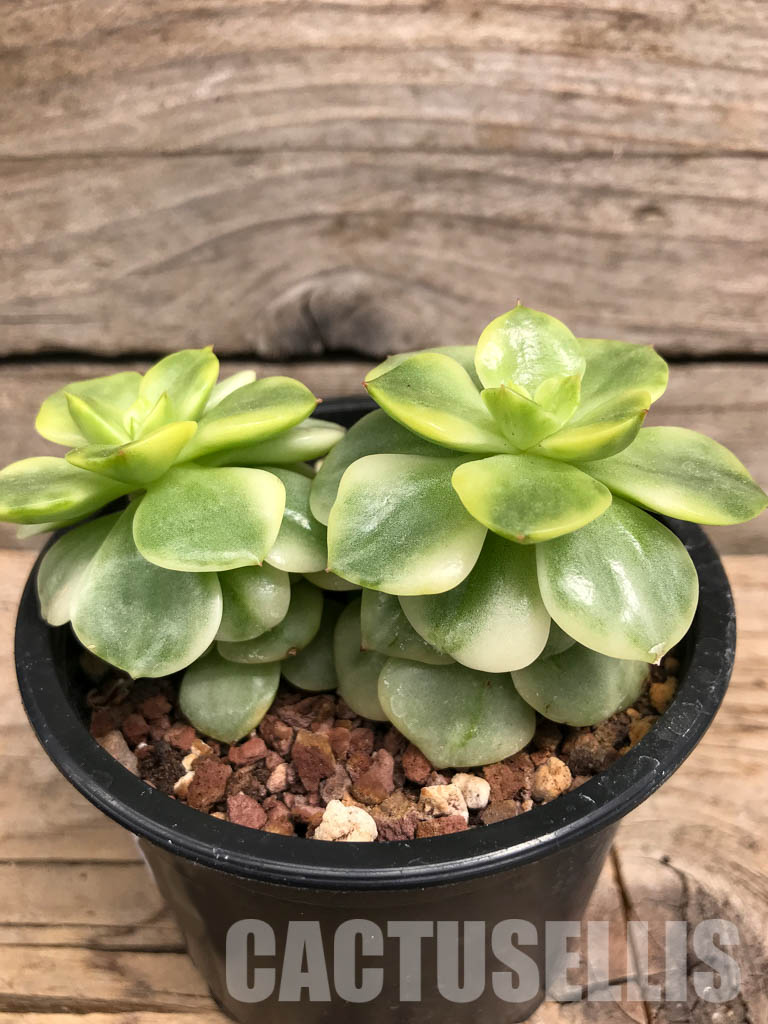 SHPR5710 Sedeveria 'Rolly' Variegated yellow - Image 2