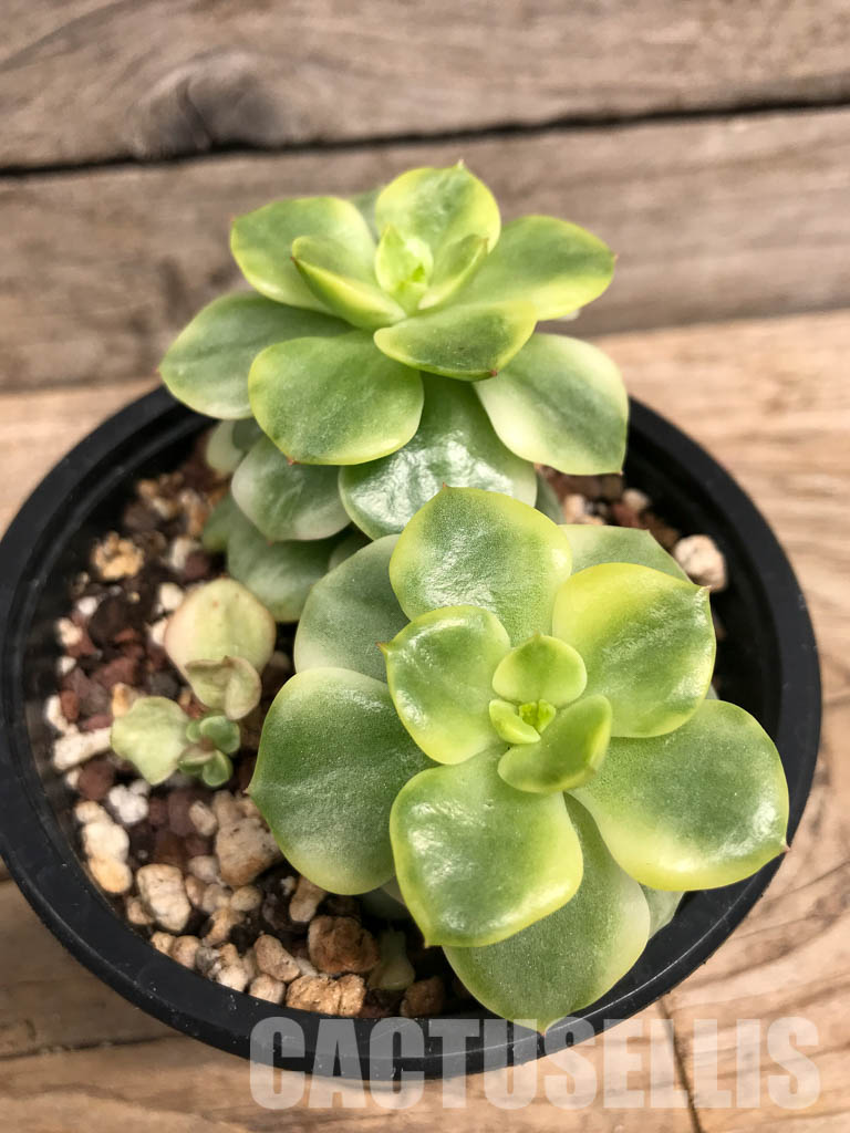 SHPR5710 Sedeveria 'Rolly' Variegated yellow