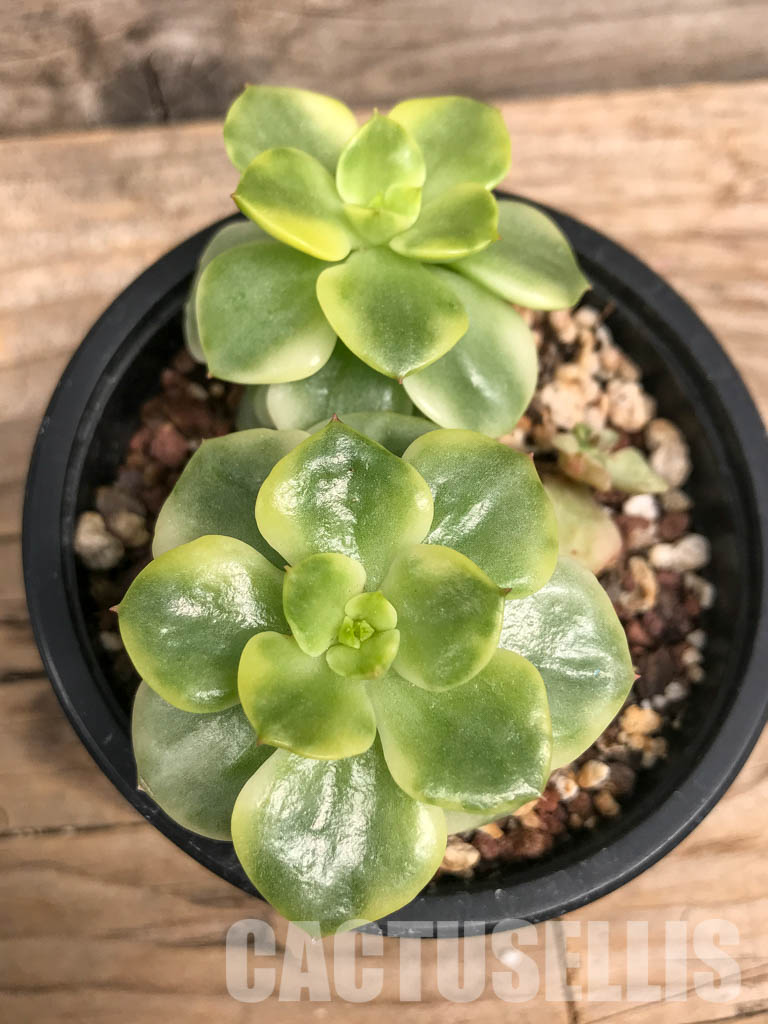 SHPR5710 Sedeveria 'Rolly' Variegated yellow - Image 4