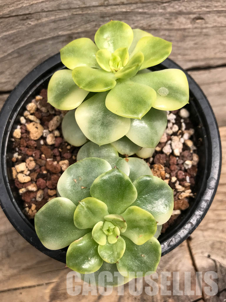 SHPR5710 Sedeveria 'Rolly' Variegated yellow - Image 5