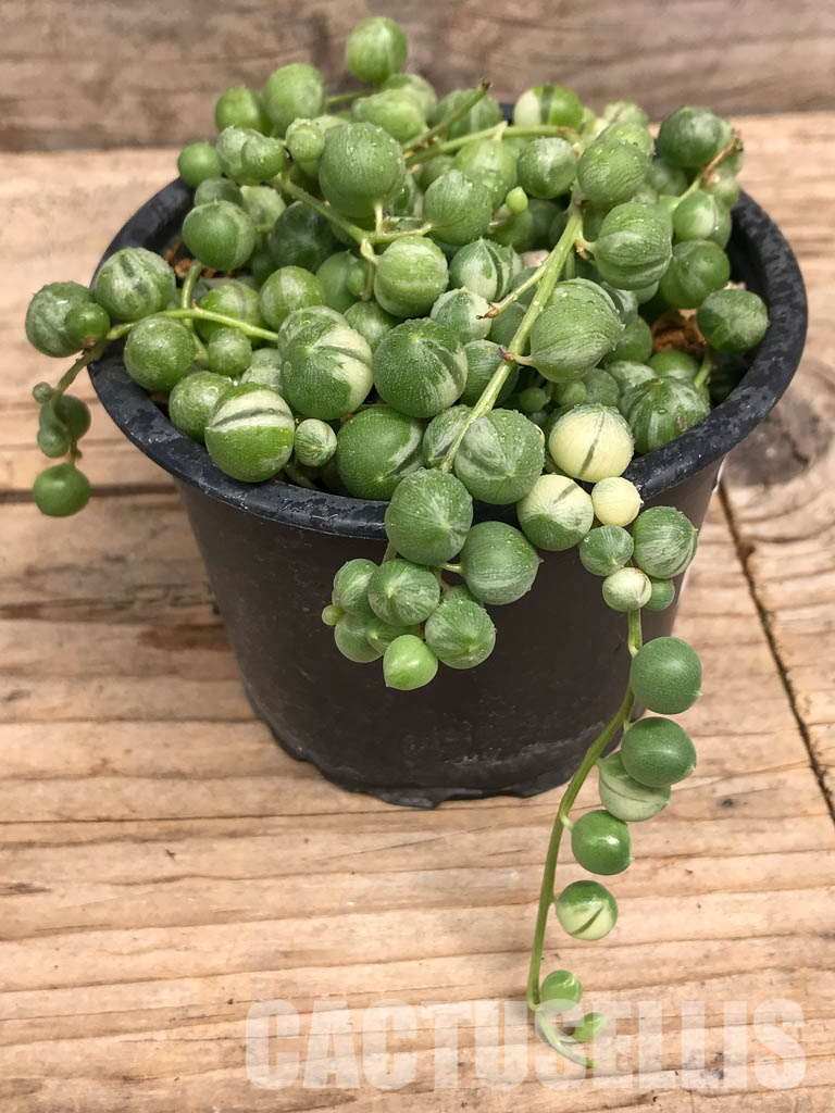 SHPR5714 Senecio variegated - Imagen 2