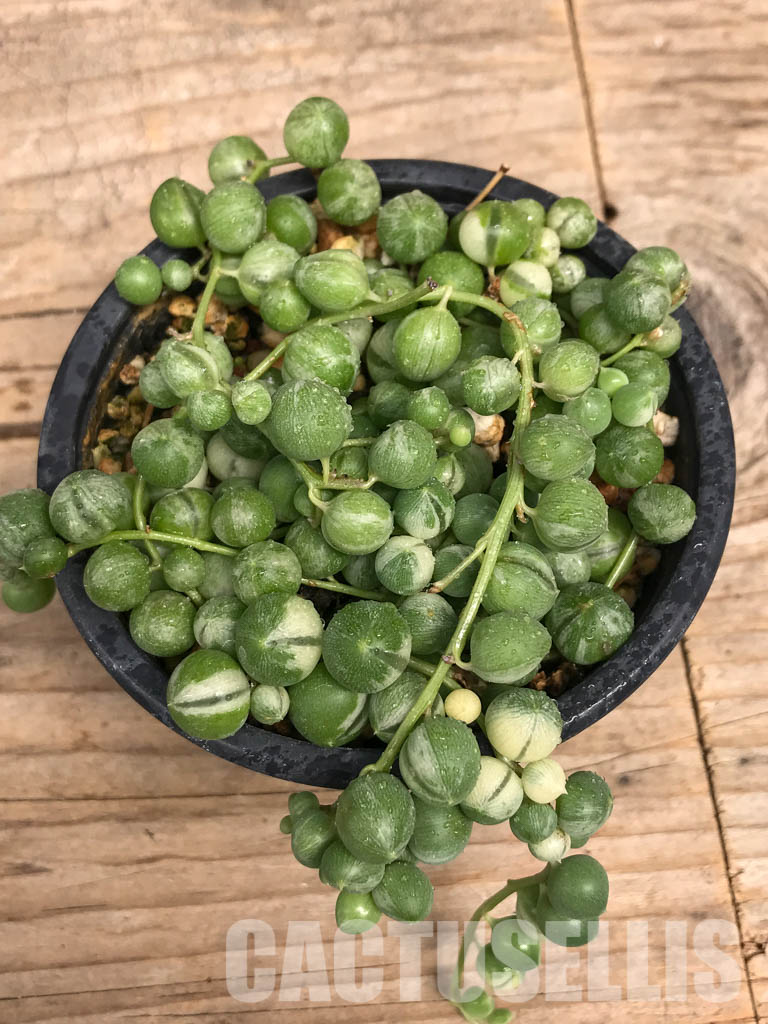 SHPR5714 Senecio variegated - Imagen 3