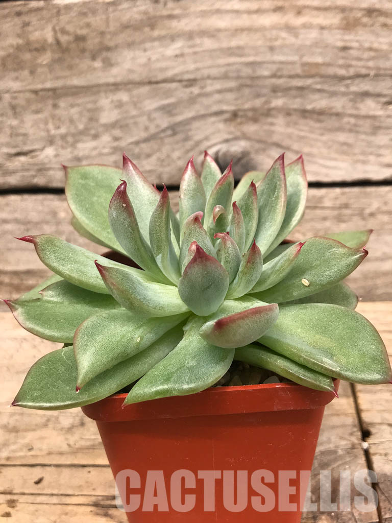 SHPR5724 Echeveria 'Floreana'