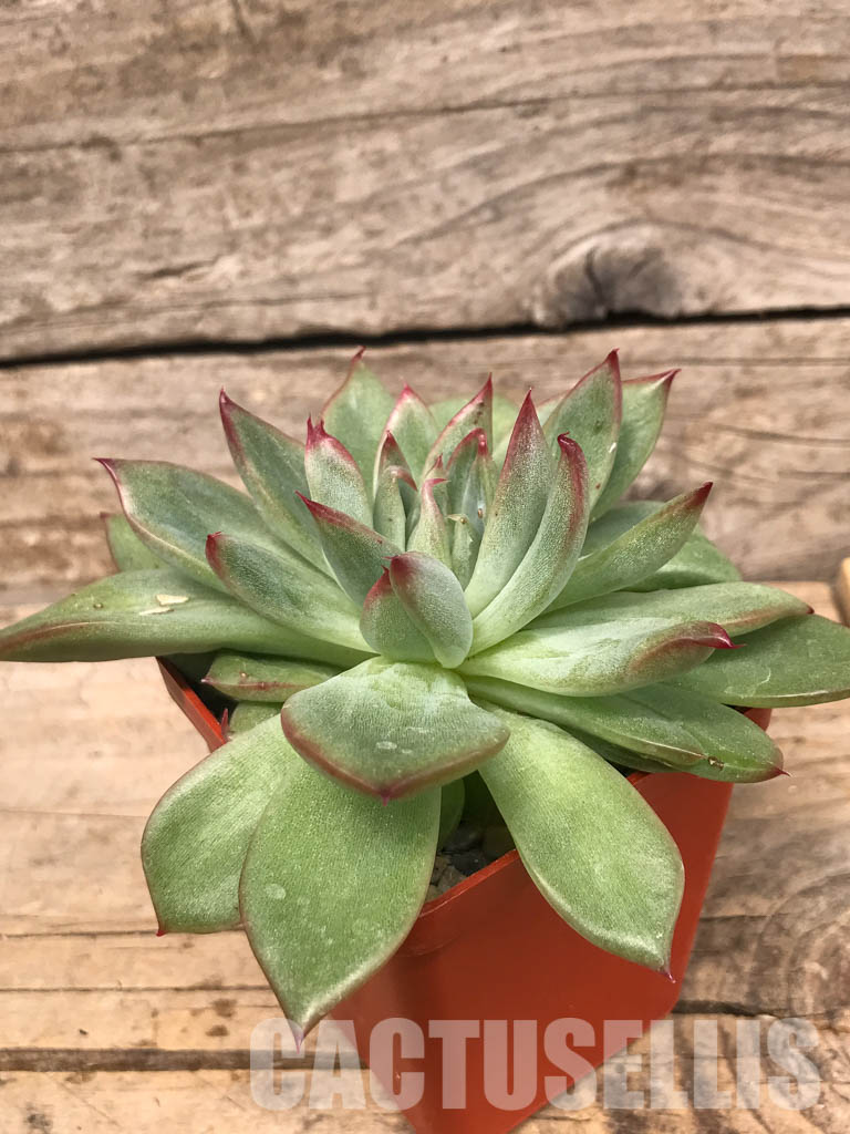 SHPR5724 Echeveria 'Floreana' - immagine 2
