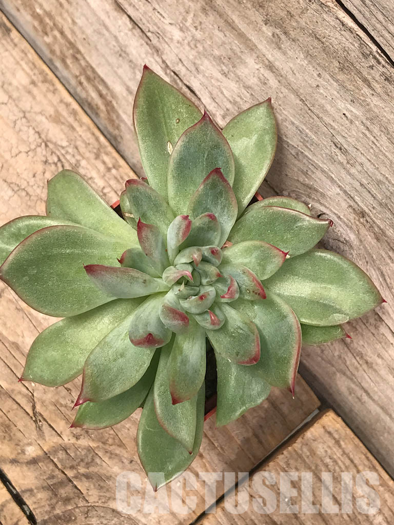 SHPR5724 Echeveria 'Floreana' - immagine 3