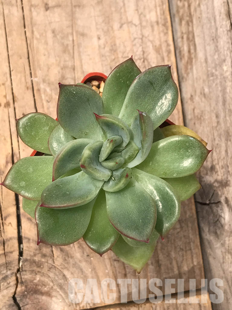 SHPR5724 Echeveria 'Floreana' - immagine 4