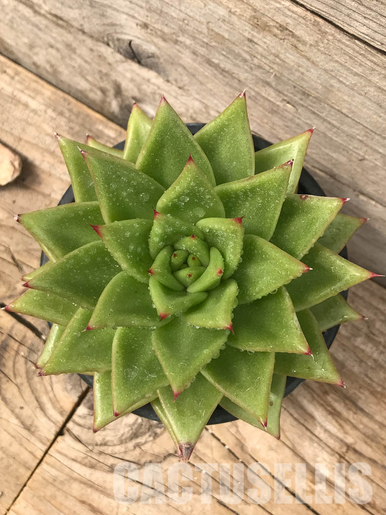 SHPR5731 Echeveria agavoides 'Lipstick' Кактус онлайн