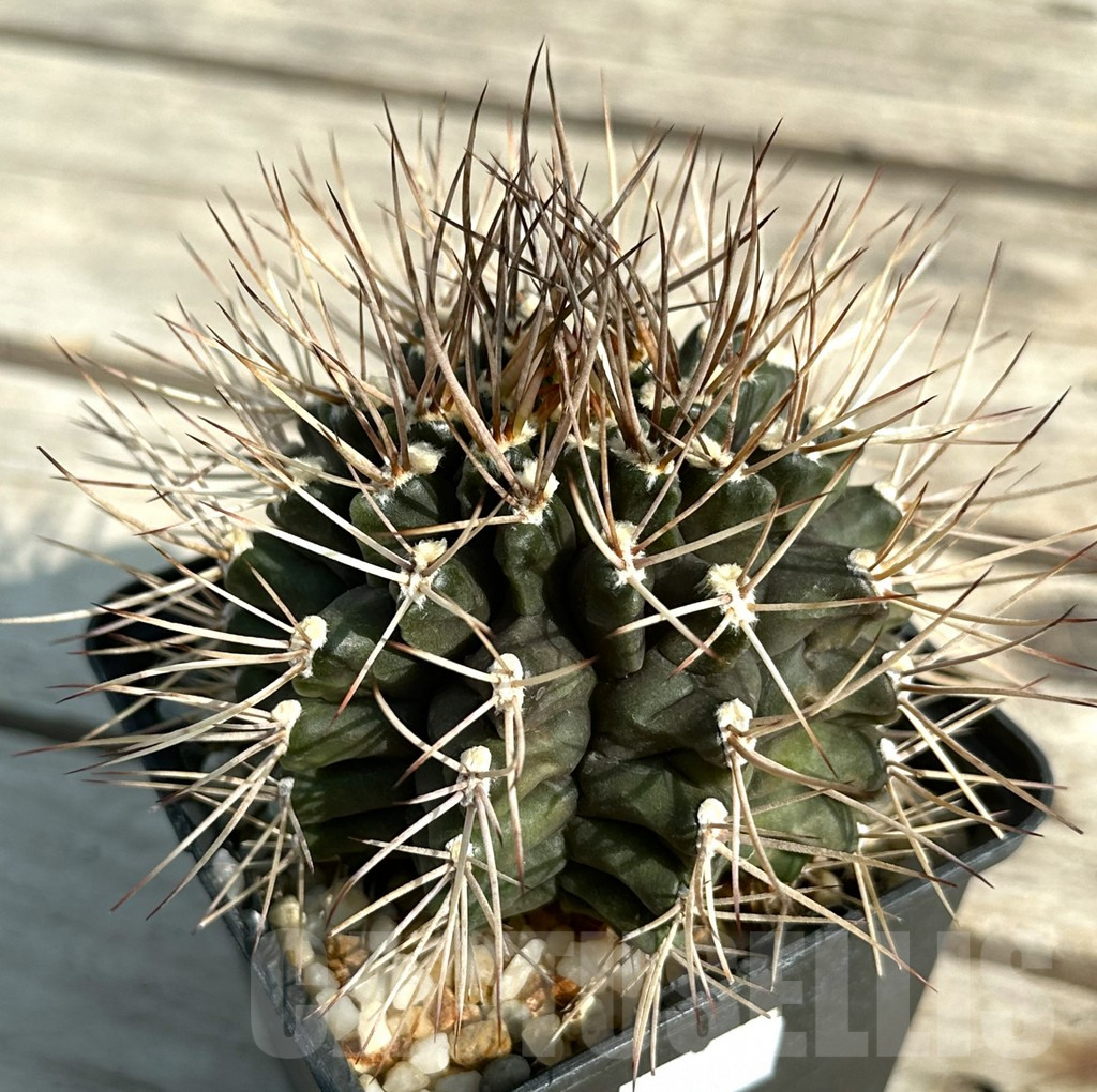 SHPR30652 Gymnocalycium schickendantzii v. pungens, old 15 years