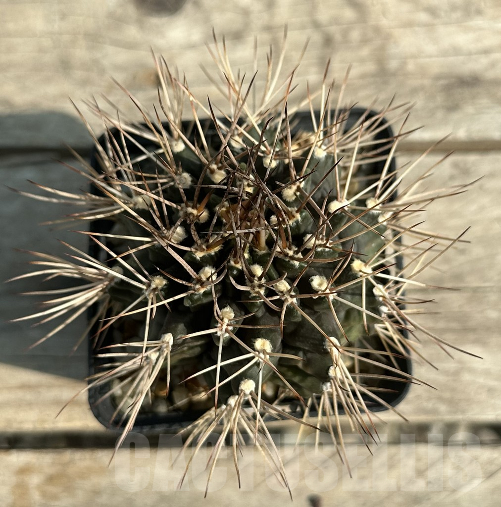 SHPR30652 Gymnocalycium schickendantzii v. pungens, old 15 years - 画像 (2)