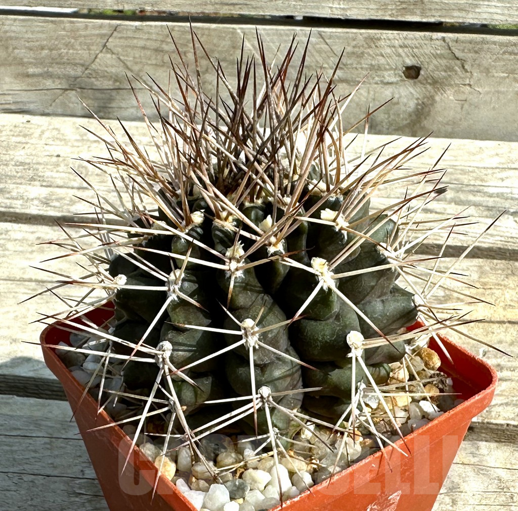 SHPR30653 Gymnocalycium schickendantzii v. pungens, old 15 years