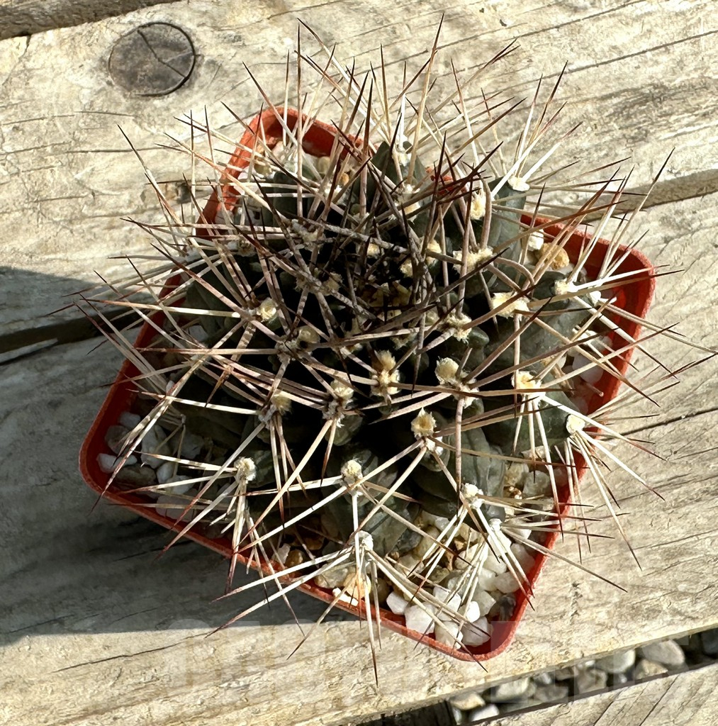SHPR30653 Gymnocalycium schickendantzii v. pungens, old 15 years - Obrázek 2