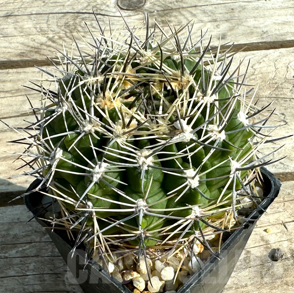 SHPR30654 Gymnocalycium schickendantzii v. pungens, old 15 years