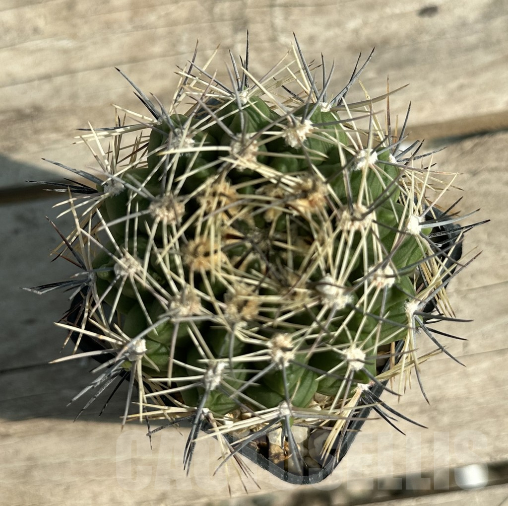 SHPR30654 Gymnocalycium schickendantzii v. pungens, old 15 years - Obrázek 2