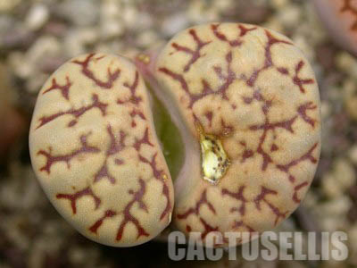 LOT250 50 SEEDS Lithops Bromfieldii v. Mennellii C044