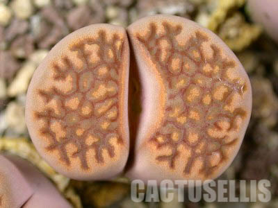 LOT255 50 SEEDS Lithops Hallii Best v. Ochracea C39