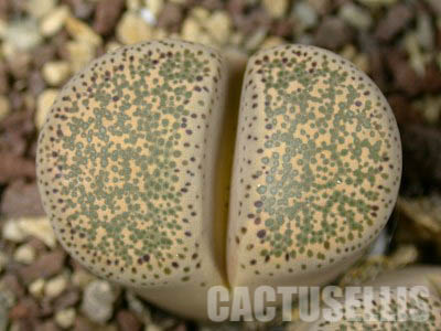 LOT273 50 SEEDS Lithops Terricolor C133