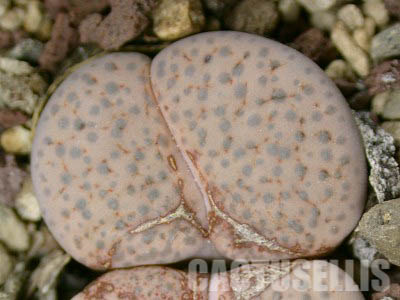 LOT252 50 SEEDS Lithops Fulviceps Lactinea C222