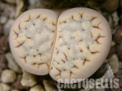 LOT262 50 SEEDS Lithops Julii Fulleri v. Rouxii C215