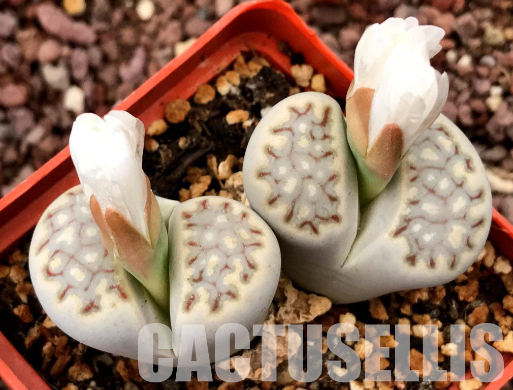 LOT283 50 SEEDS Lithops Julii Fulleri 2024