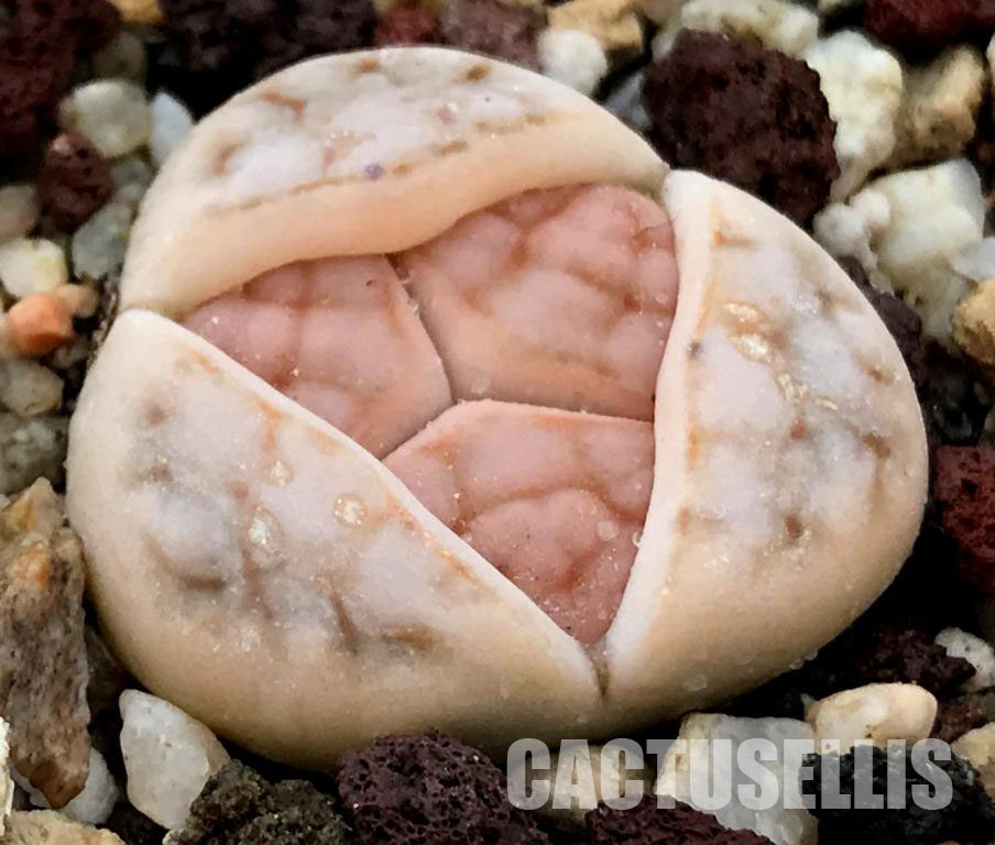 LOT288 50 SEEDS Lithops Schwantesii 2023