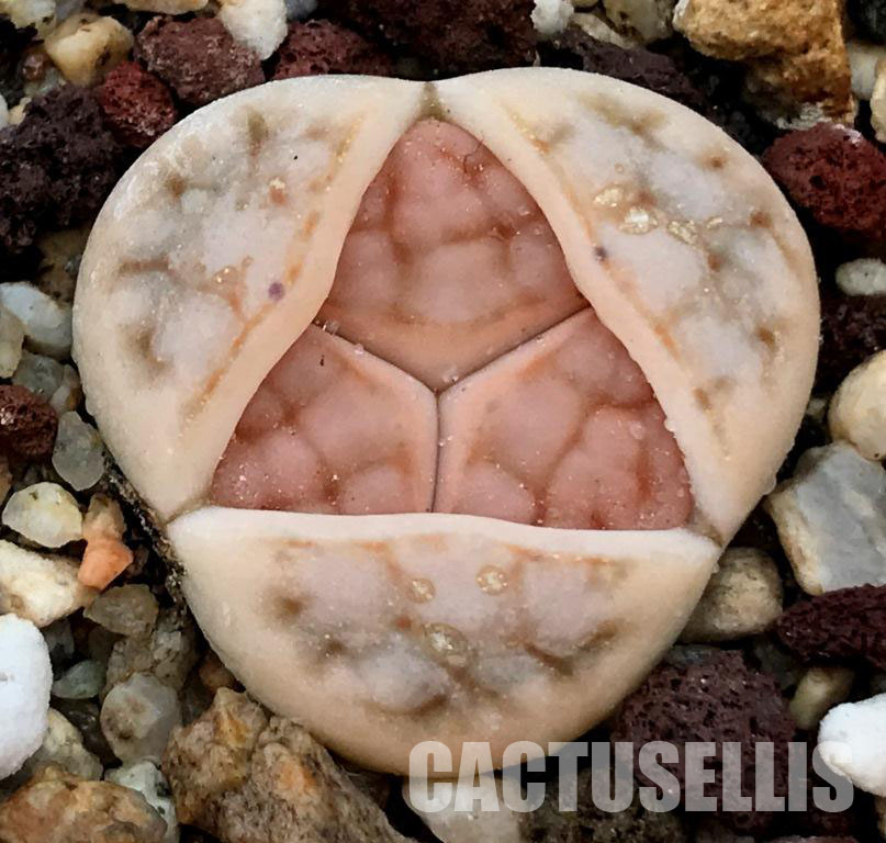 LOT288 50 SEEDS Lithops Schwantesii 2023 - Image 3