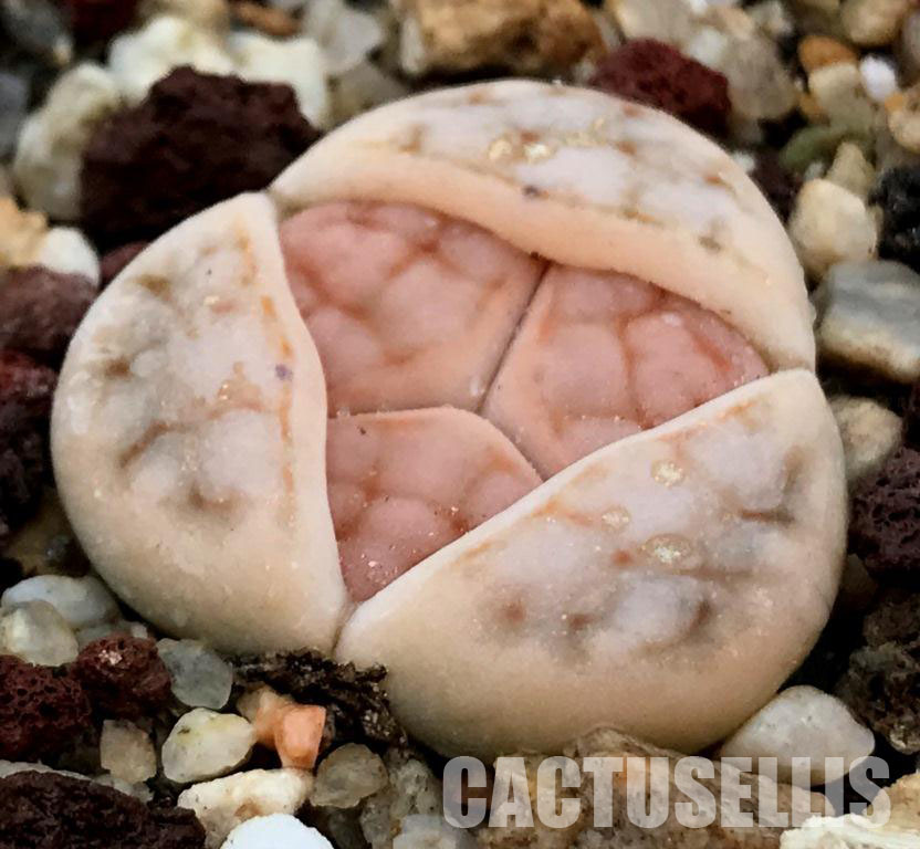 LOT288 50 SEEDS Lithops Schwantesii 2023 - Image 4