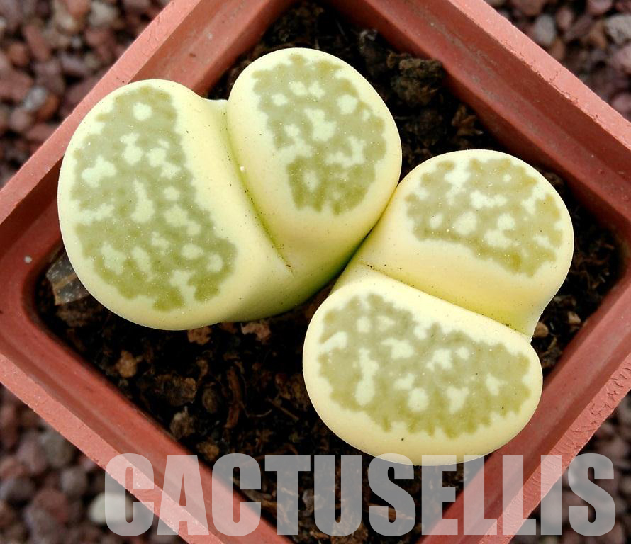 LOT287 50 SEEDS Lithops Salicola 'Malachite` x Lithops Julii 'Fullergreen'