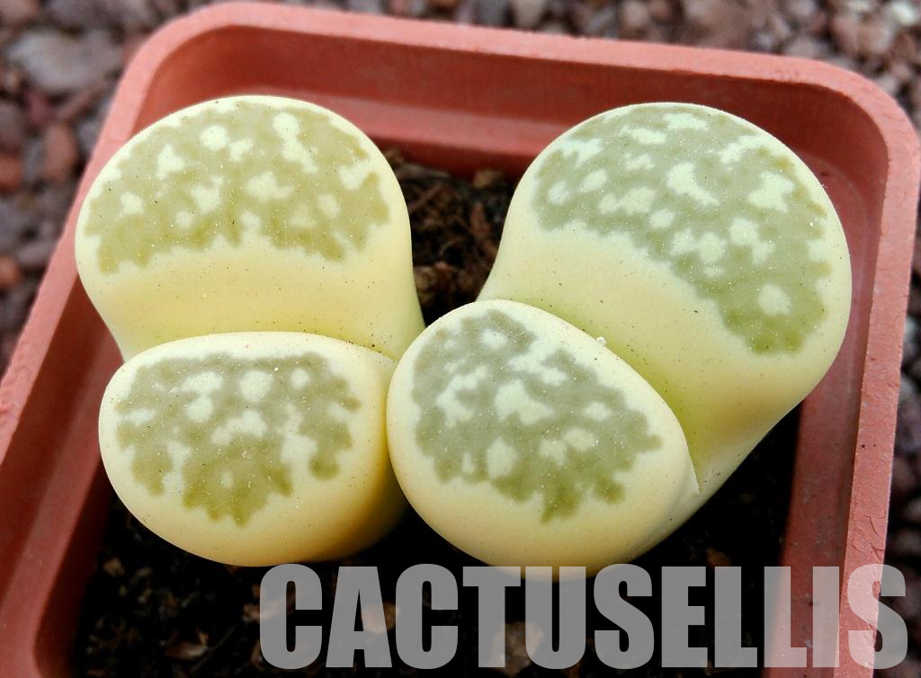 LOT287 50 SEEDS Lithops Salicola 'Malachite` x Lithops Julii 'Fullergreen' – Image 2