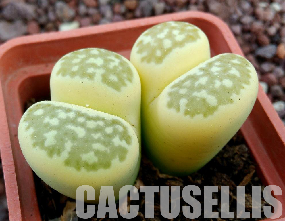 LOT287 50 SEEDS Lithops Salicola 'Malachite` x Lithops Julii 'Fullergreen' – Image 3