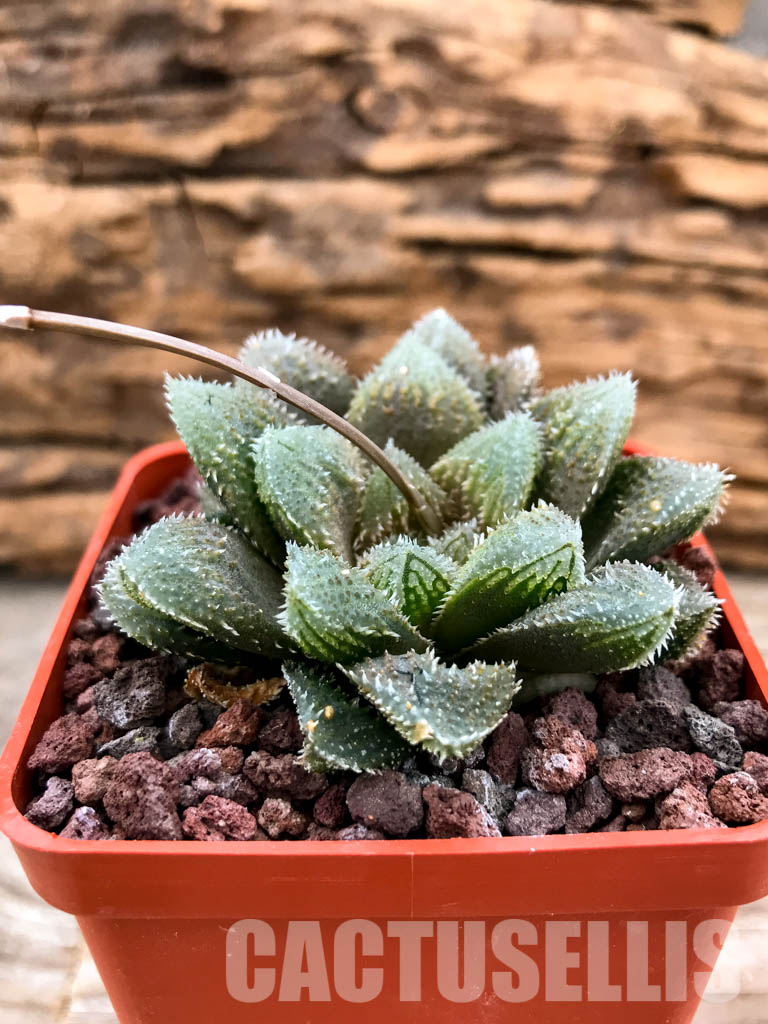 SHPRA5198 Haworthia cv. El pollito – Image 2