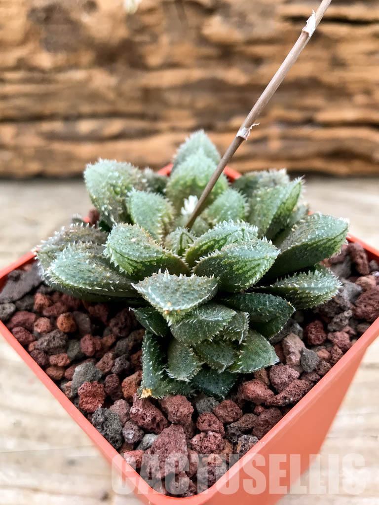 SHPRA5198 Haworthia cv. El pollito – Image 3