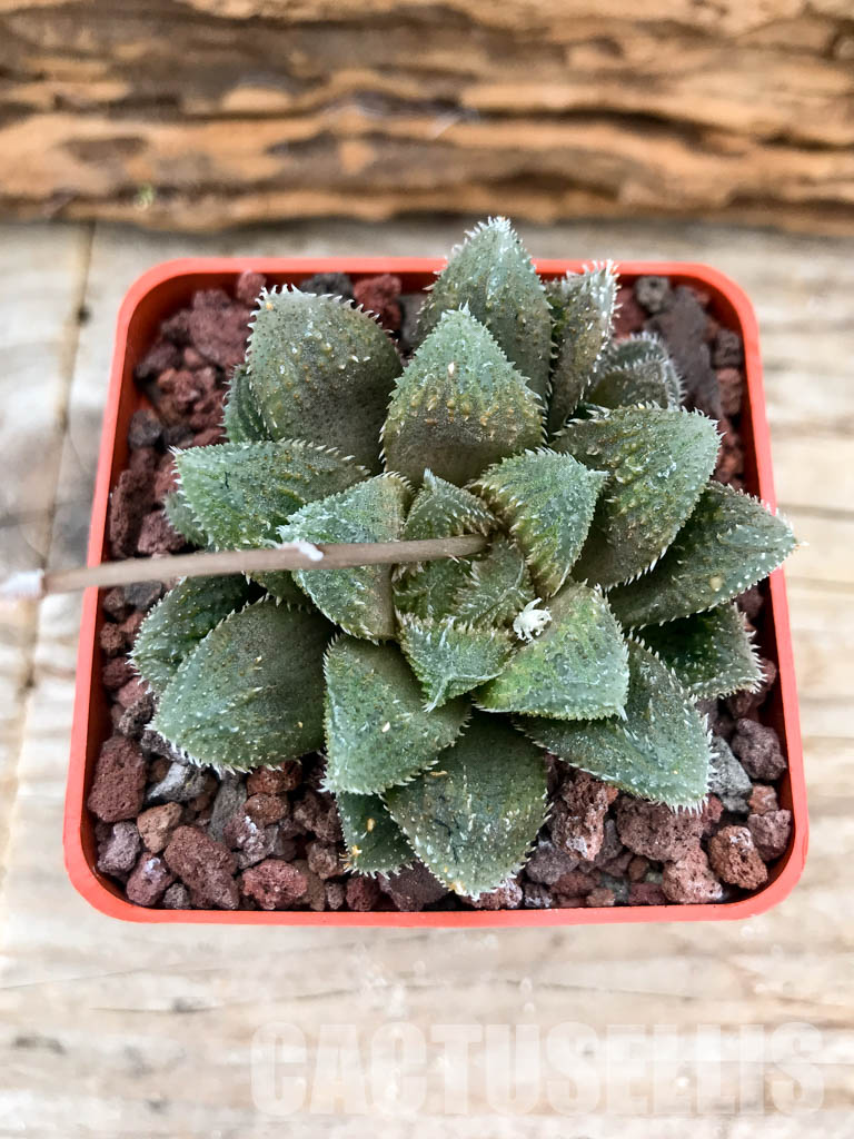 SHPRA5198 Haworthia cv. El pollito