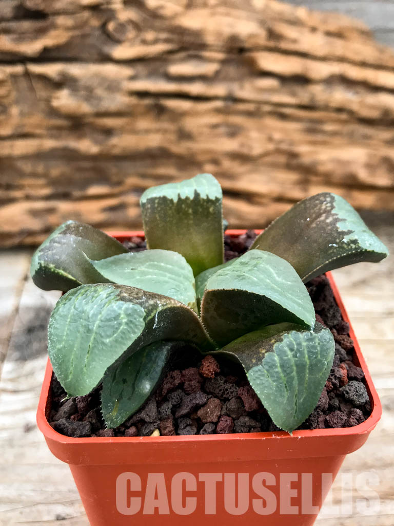 SHPRA5199 Haworthia bayeri x springbokvlakensis x comptoniana - Image 2