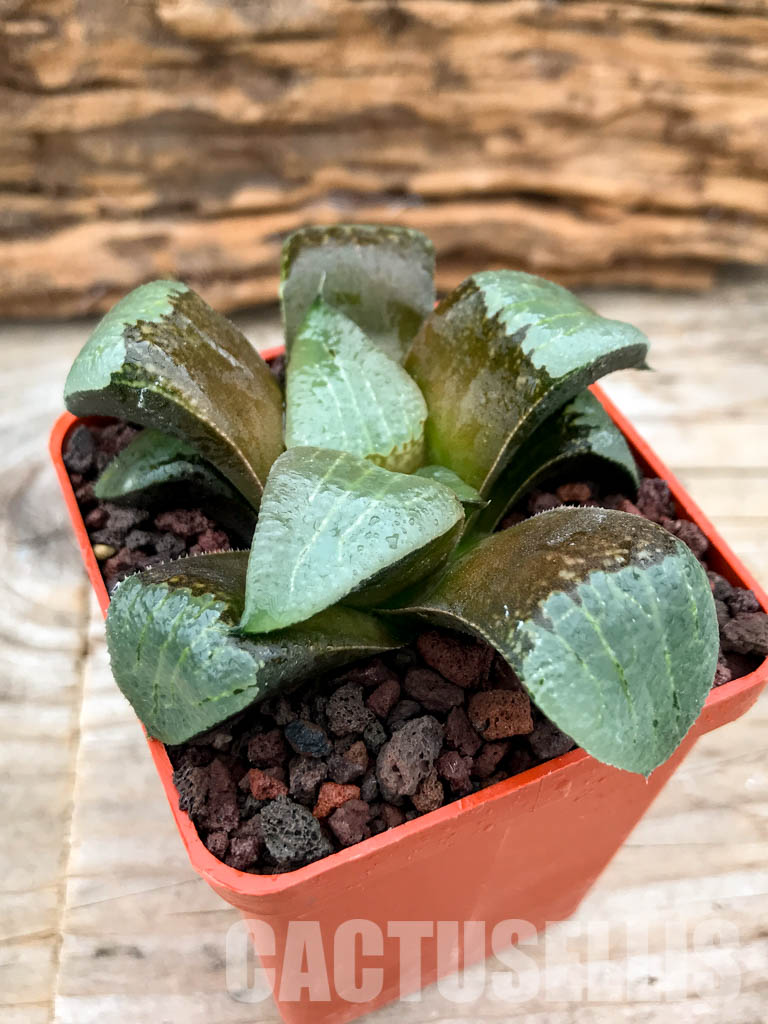 SHPRA5199 Haworthia bayeri x springbokvlakensis x comptoniana - Image 3
